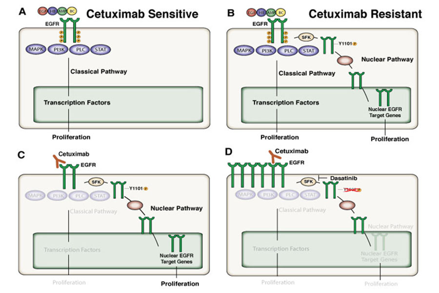 Illustration depicting how nEGFR leads to resistance cetuximab therapy 