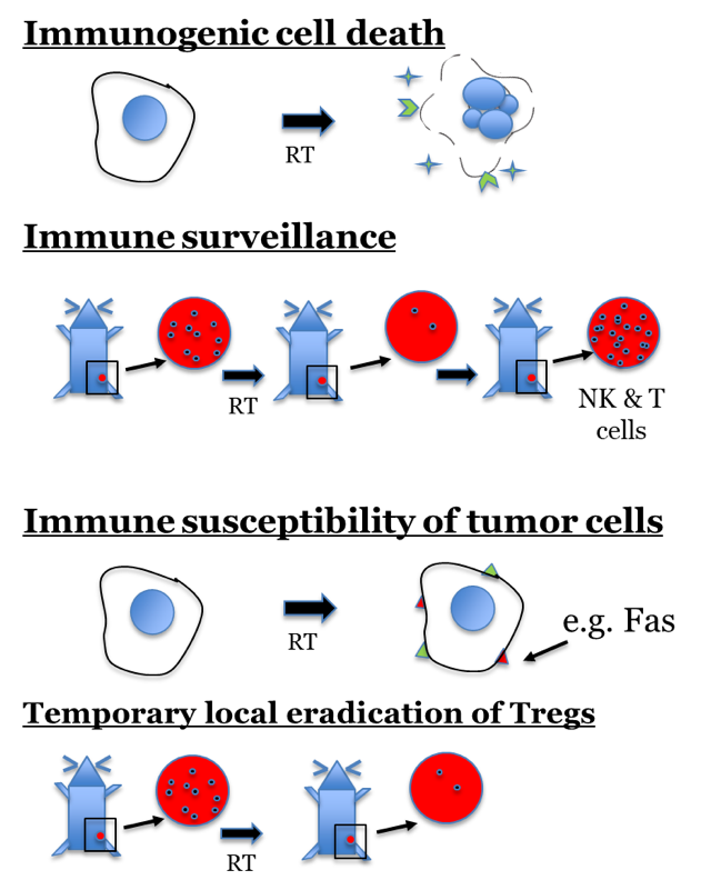 illustration of selected mechanisms of interaction between radiation and immunotherapy